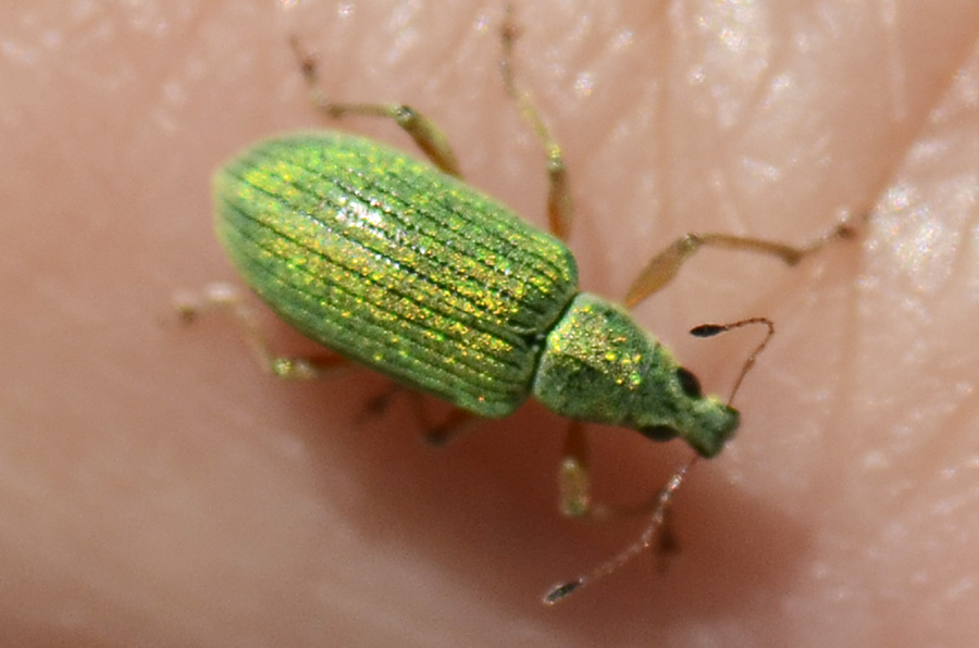 Polydrusus formosus (= sericeus) - Curculionidae